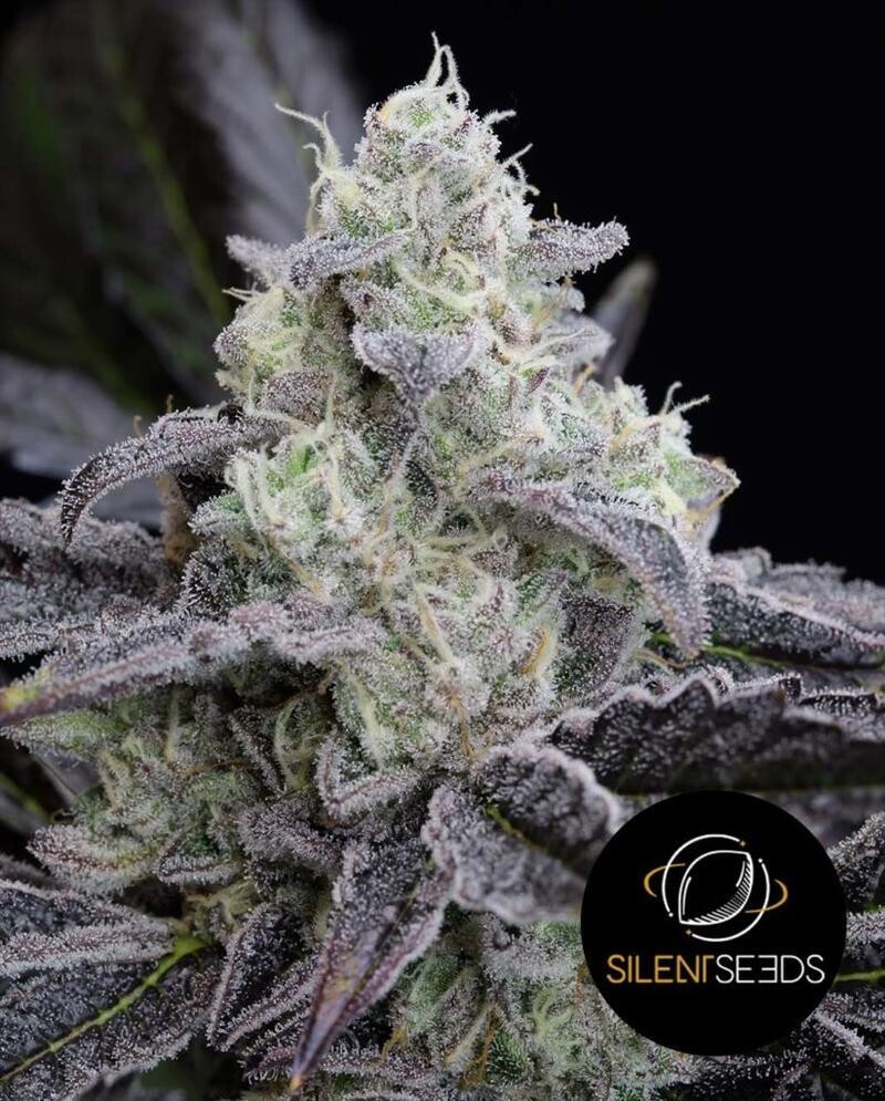 L.A. VANILLA CAKE
