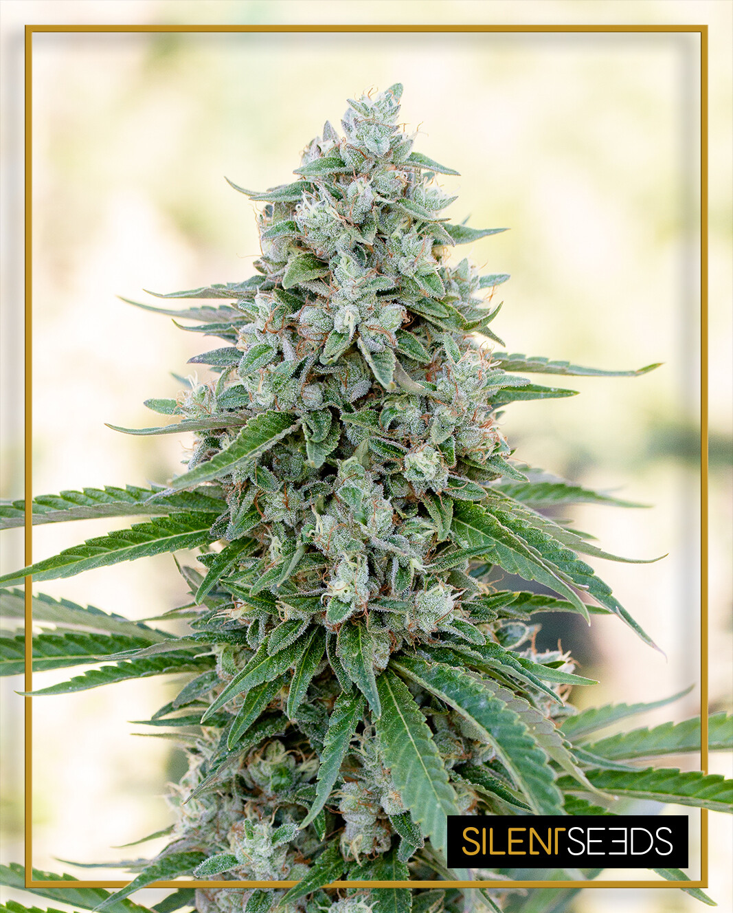 CRITCAL MANGO