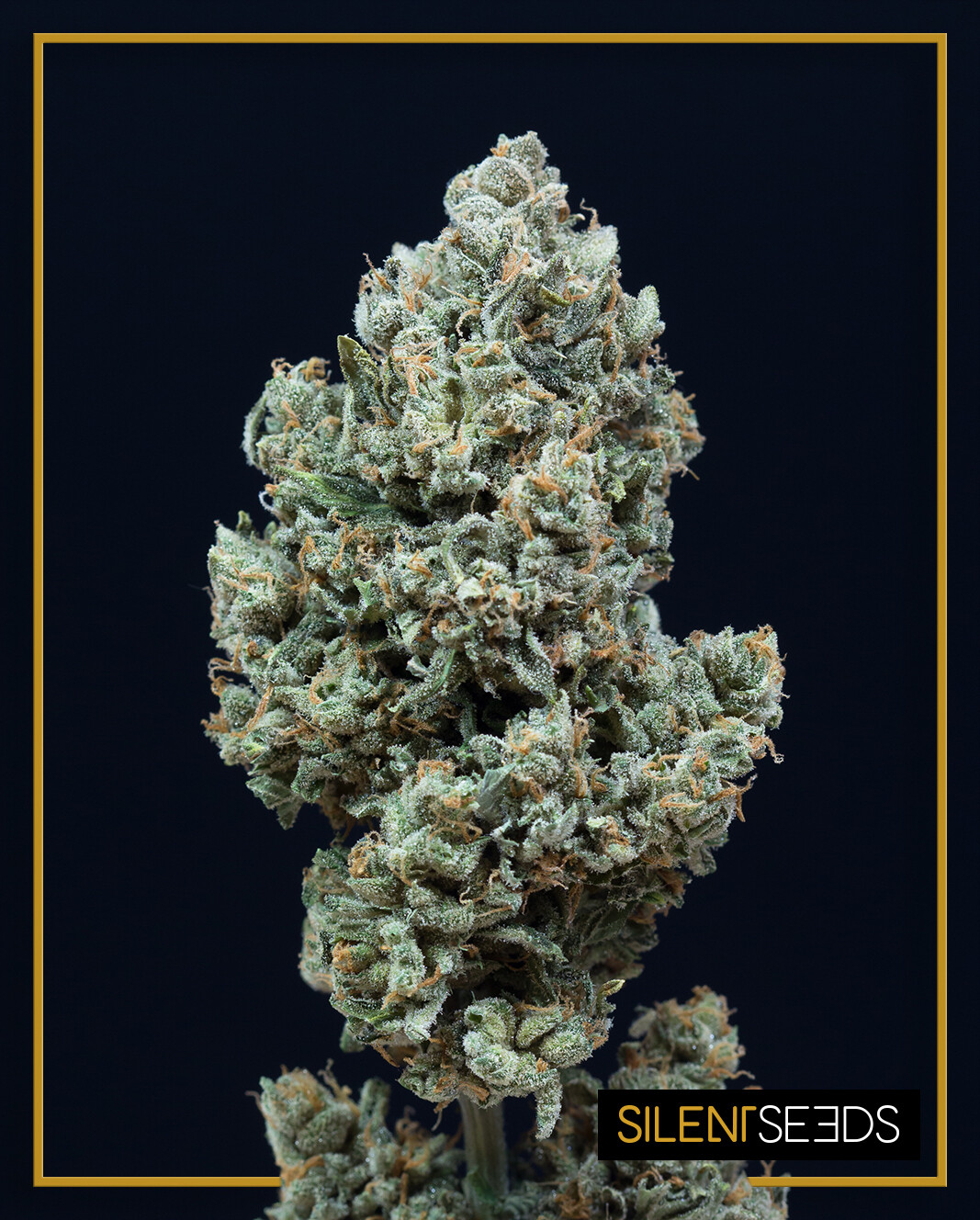 CRITICAL MANGO AUTO