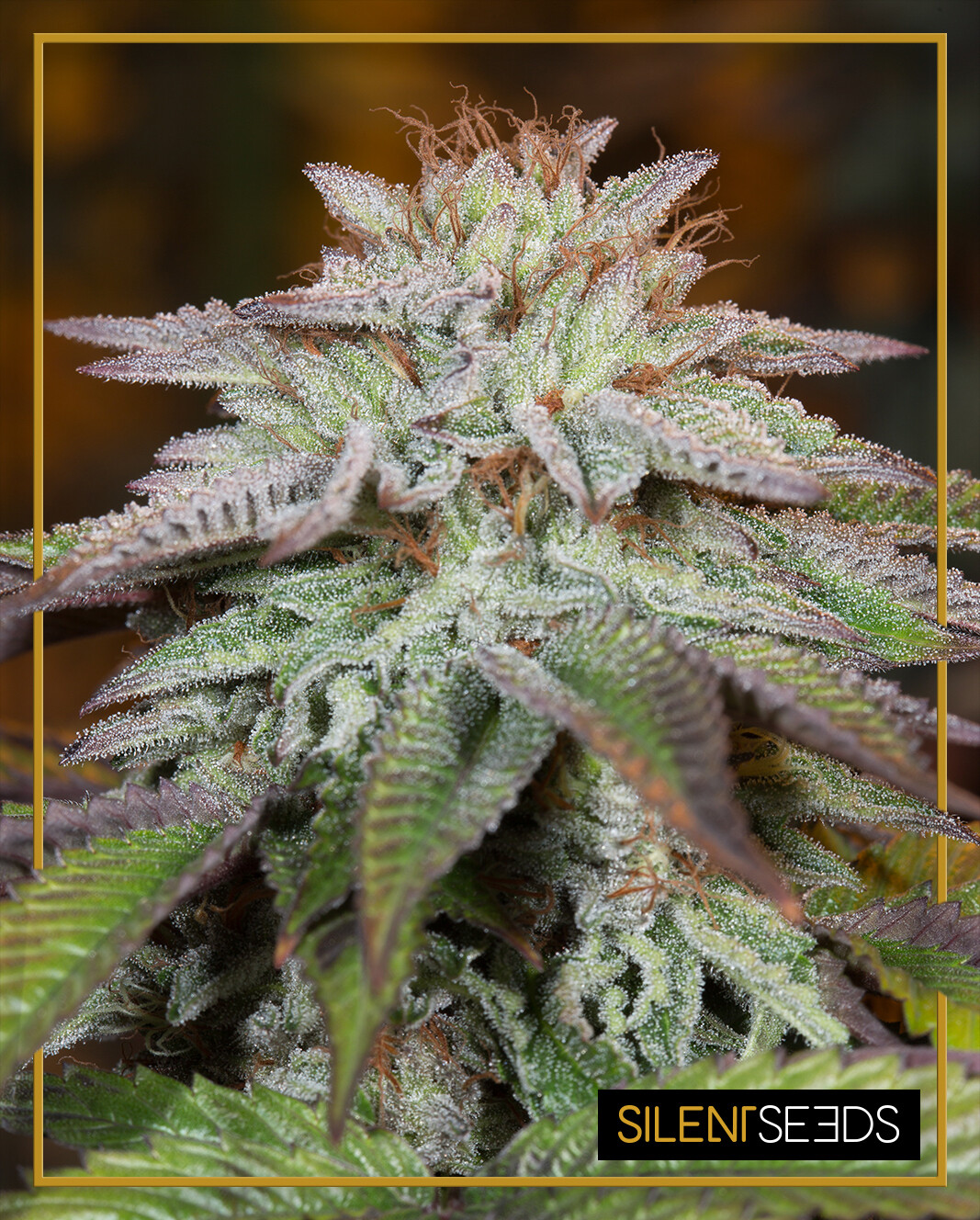 L.A VANILLA CAKE AUTO