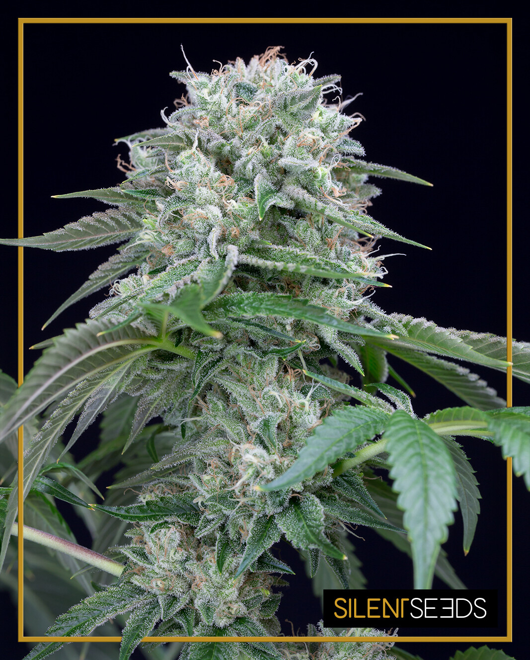 STARFIRE OG