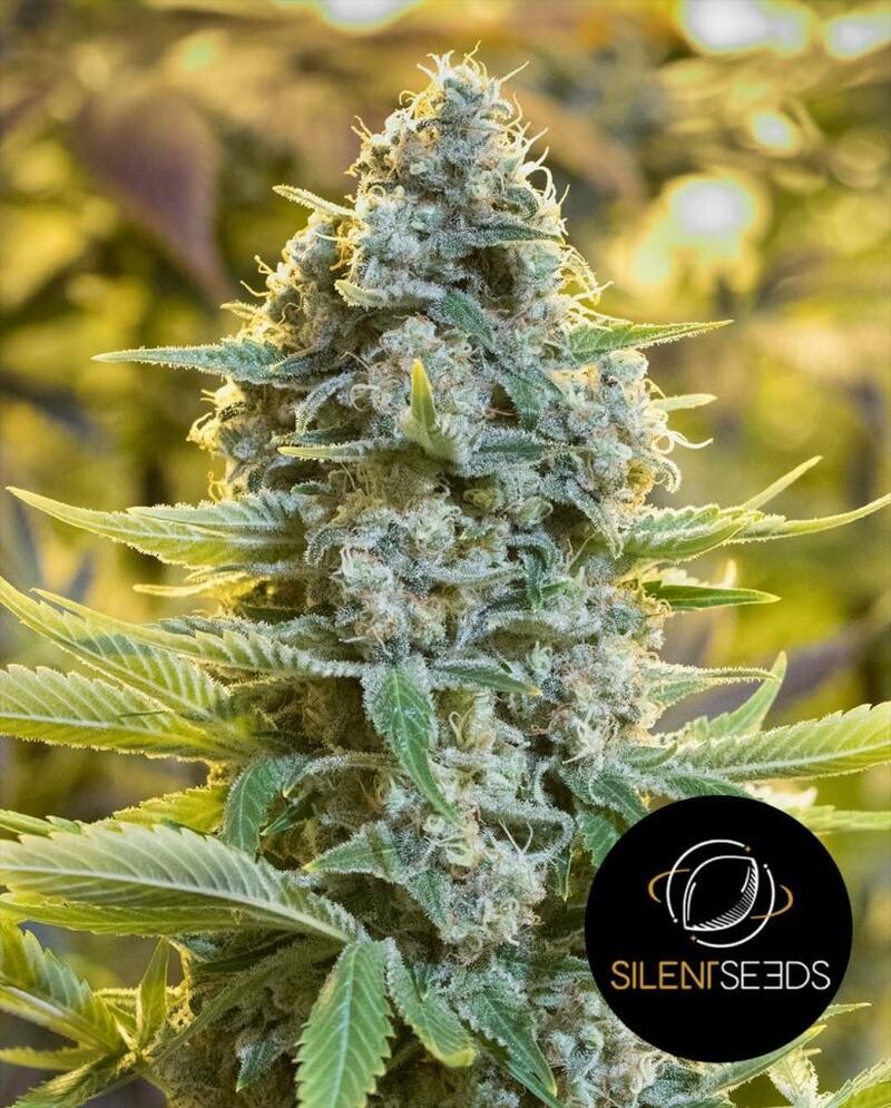 MOBY BERRY