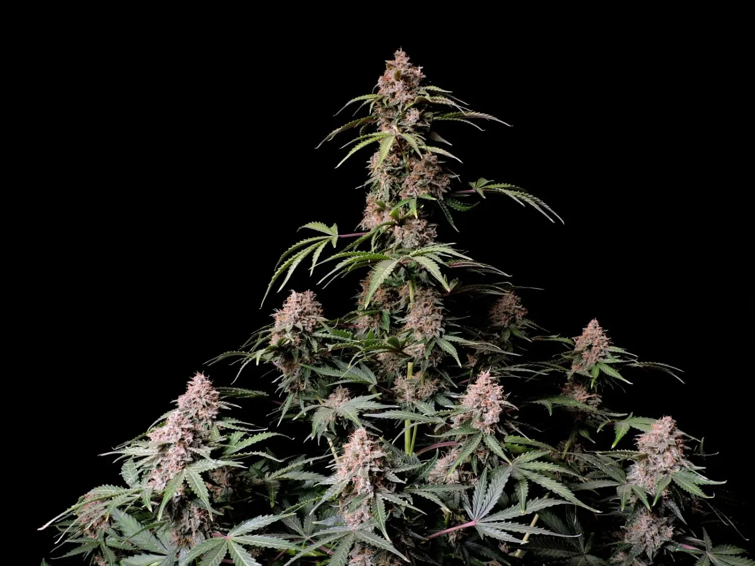 AMNESIA ZKITTLEZ AUTO