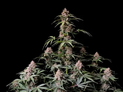 AMNESIA ZKITTLEZ AUTO