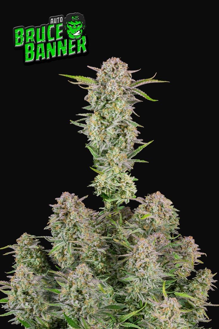 BRUCE BANNER AUTO