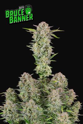 BRUCE BANNER AUTO