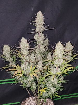 TROPICANA COOKIES AUTO