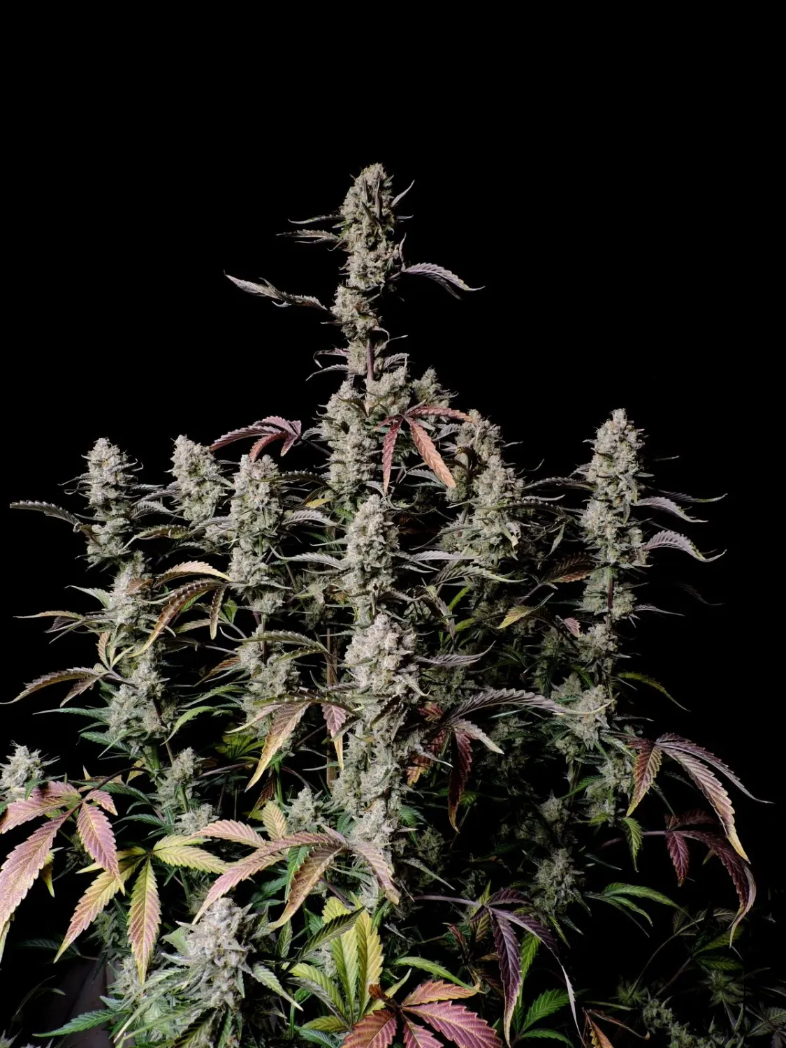 GORILLA ZKITTLEZ AUTO