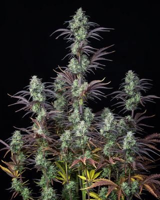 MIMOSA CAKE AUTO