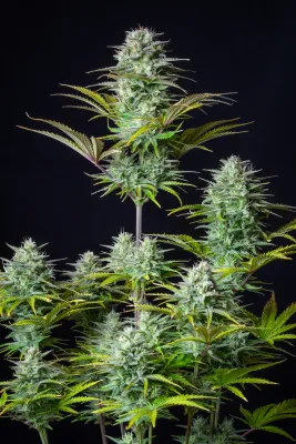 KOSHER CAKE AUTO