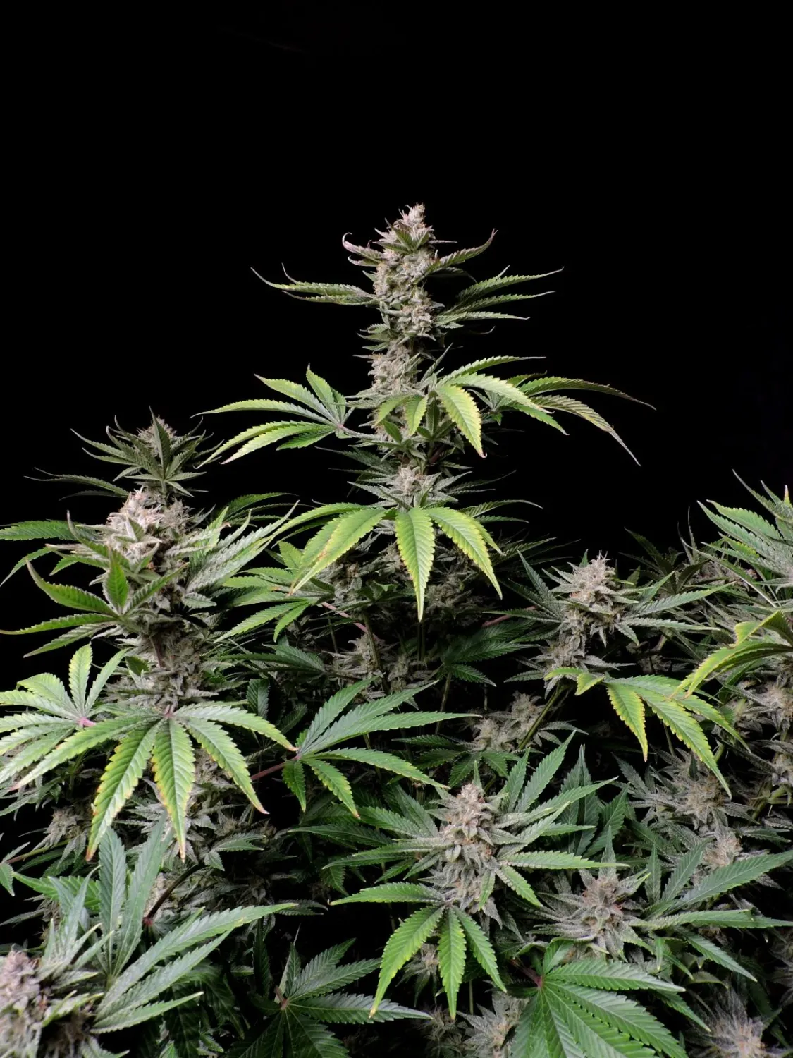 CHERRY COLA AUTO