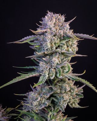 STRAWBERRY GORILLA AUTO