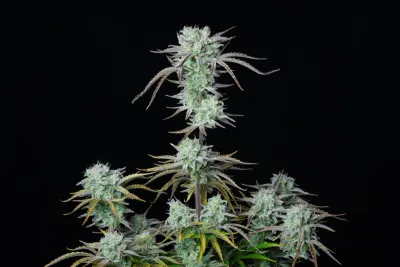 STRAWBERRY BANANA AUTO