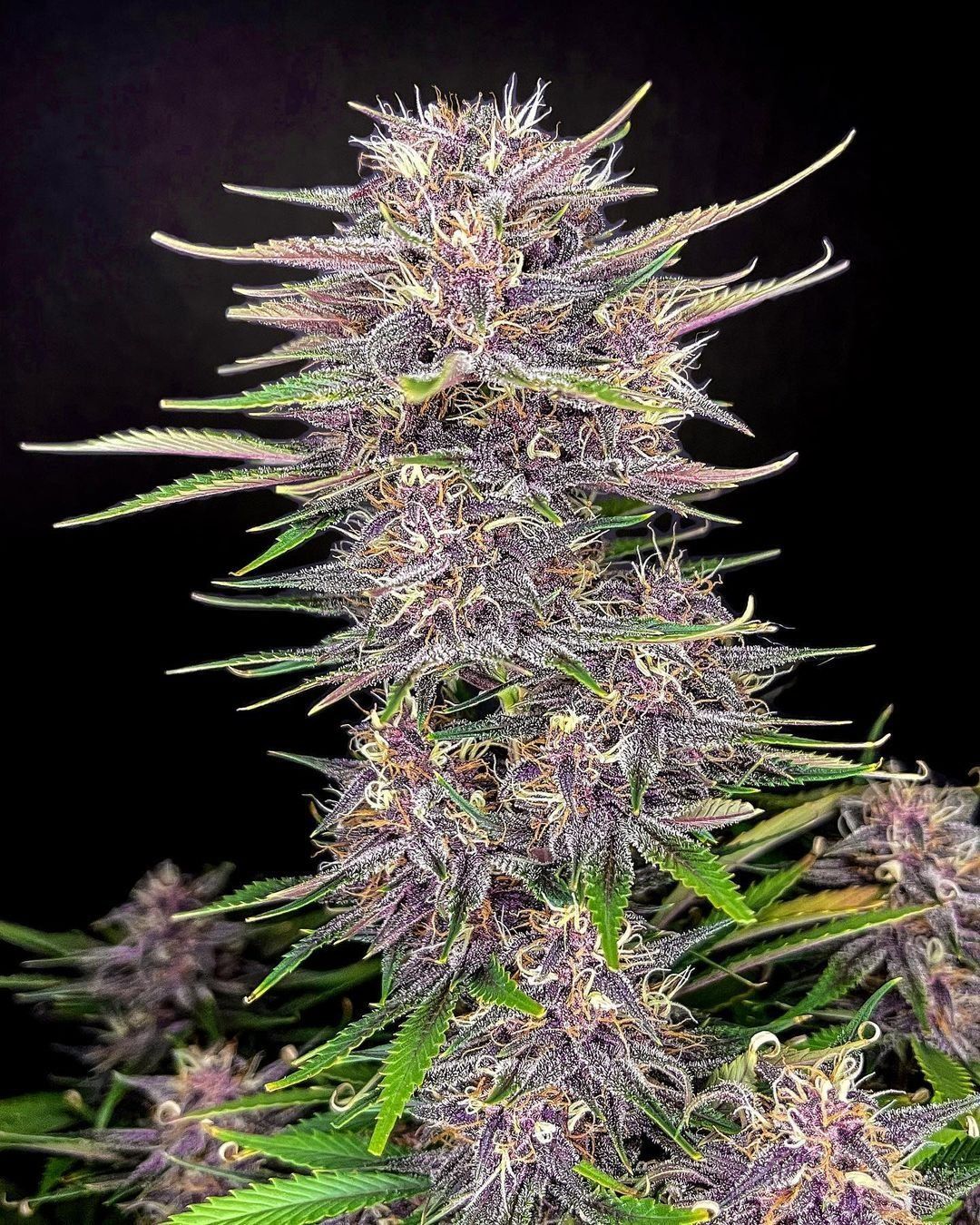 BANANA PURPLE PUNCH AUTO