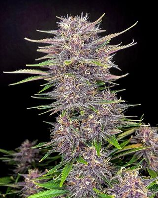 BANANA PURPLE PUNCH AUTO