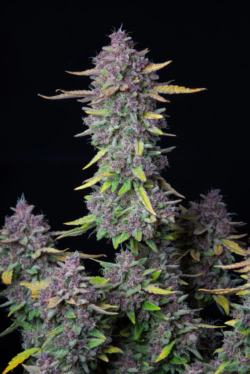 PURPLE PUNCH AUTO