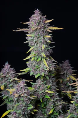 PURPLE PUNCH AUTO