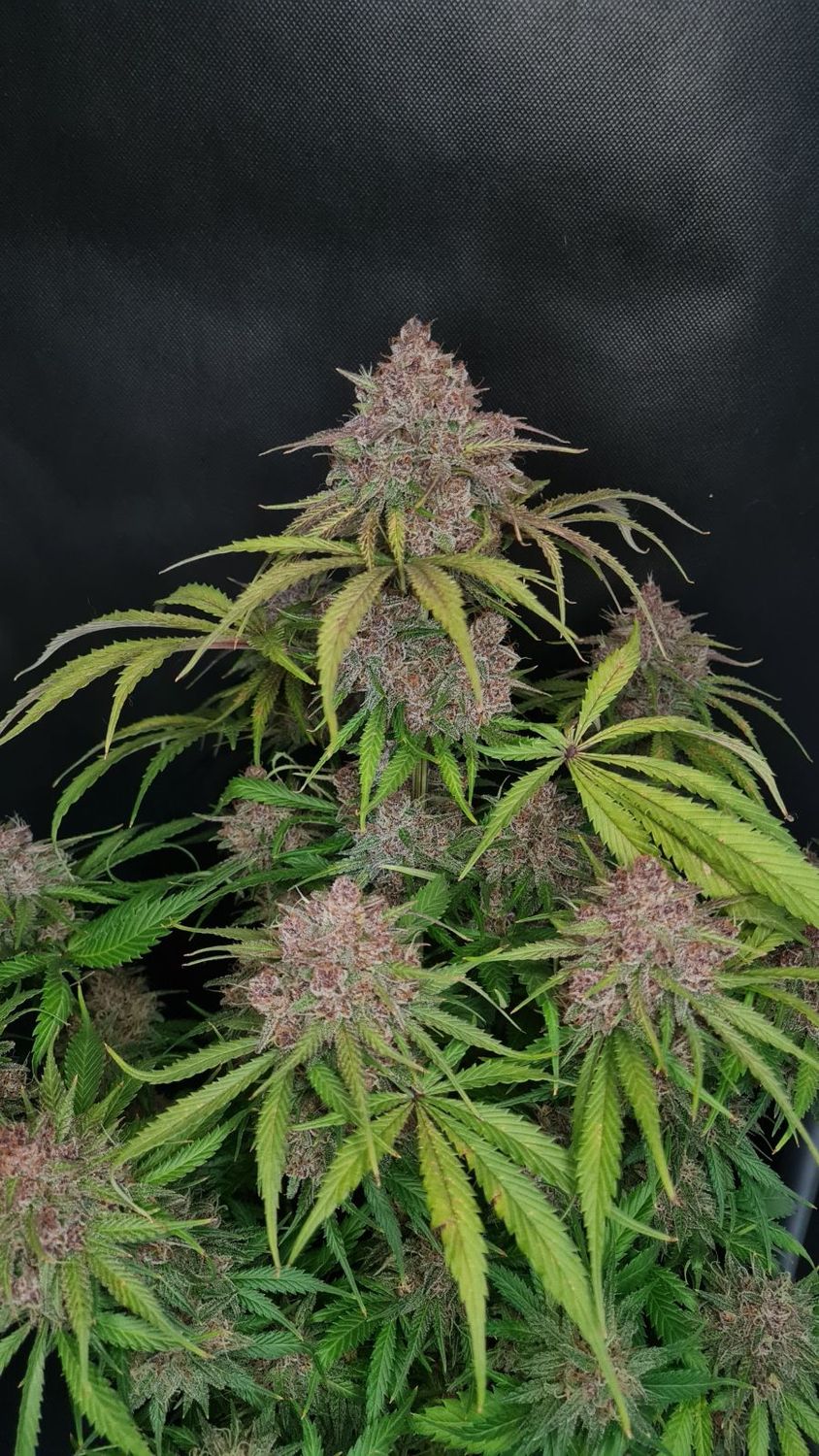 GORILLA PUNCH AUTO