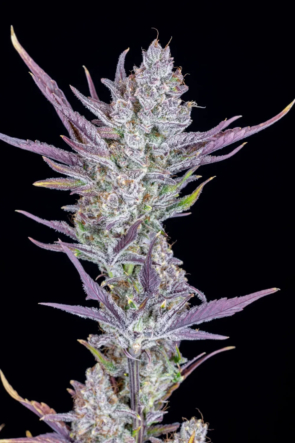 WEDDING GLUE AUTO