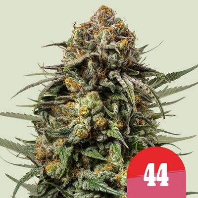 GELATO 44