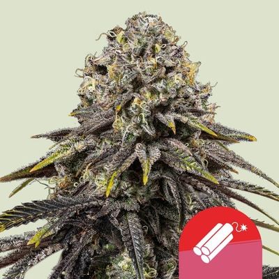 DYNAMITE DIESEL