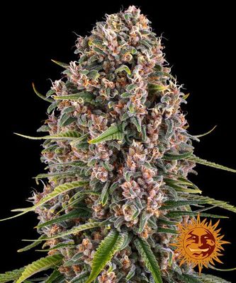 BLUE CHEESE