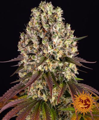 SOUR DIESEL