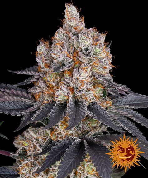 GELATO