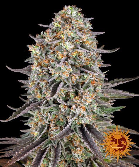 SOUR STRAWBERRY