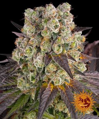 PURPLE PUNCH X LEMON DRIZZLE