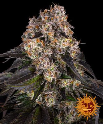 GIRL SCOUT COOKIES