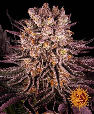 MIMOSA X ORANGE PUNCH
