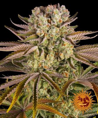 PINEAPPLE EXPRESS