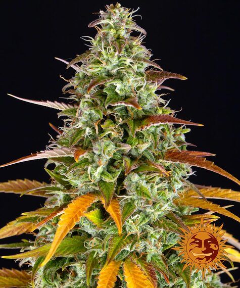 WATERMELON ZKITTLEZ AUTO