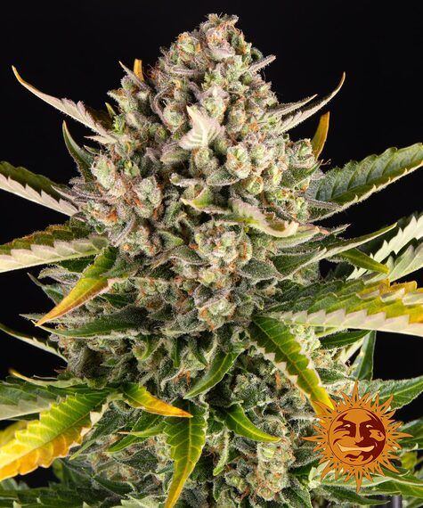 STRAWBERRY CHEESECAKE AUTO