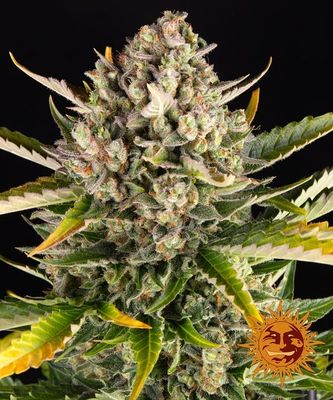 STRAWBERRY CHEESECAKE AUTO