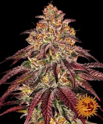 MIMOSA X ORANGE PUNCH AUTO
