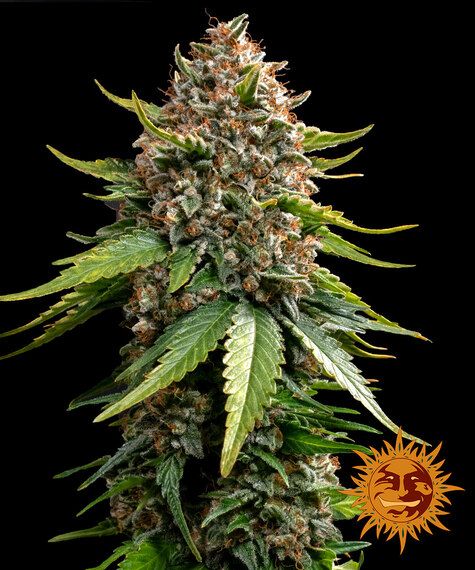 WHITE WIDOW XXL AUTO