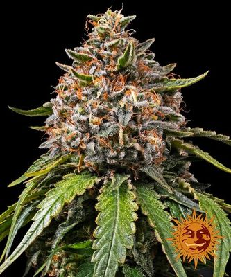 WHITE WIDOW XXL