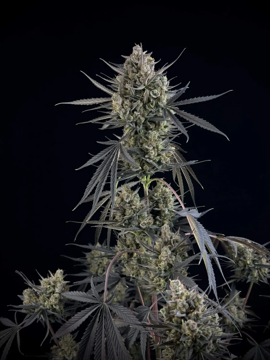 POUND CAKE AUTO