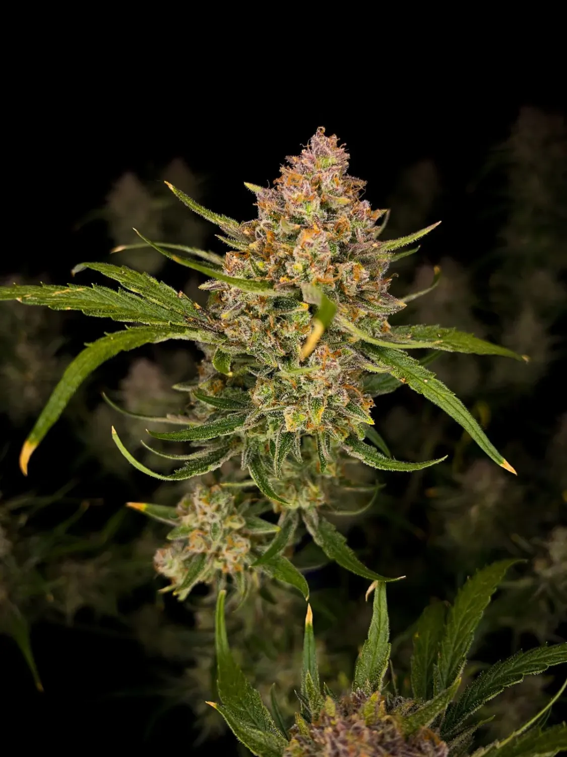GUAVA AUTO