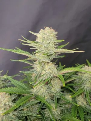 APRICOT AUTO