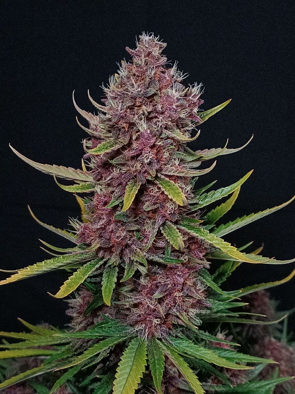 ZTRAWBERRIEZ AUTO