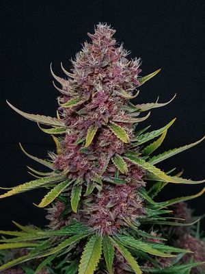 ZTRAWBERRIEZ AUTO
