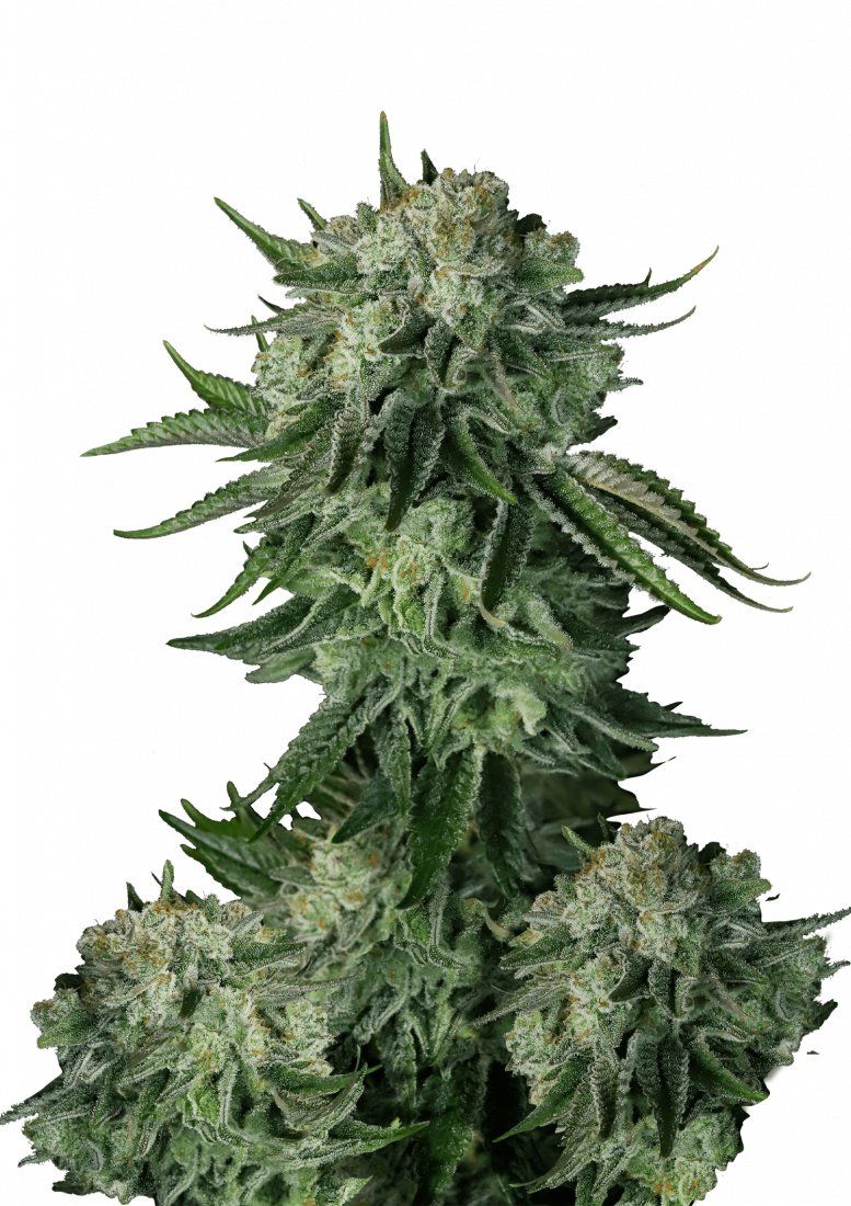 ORIGINAL MOBY DICK AUTO