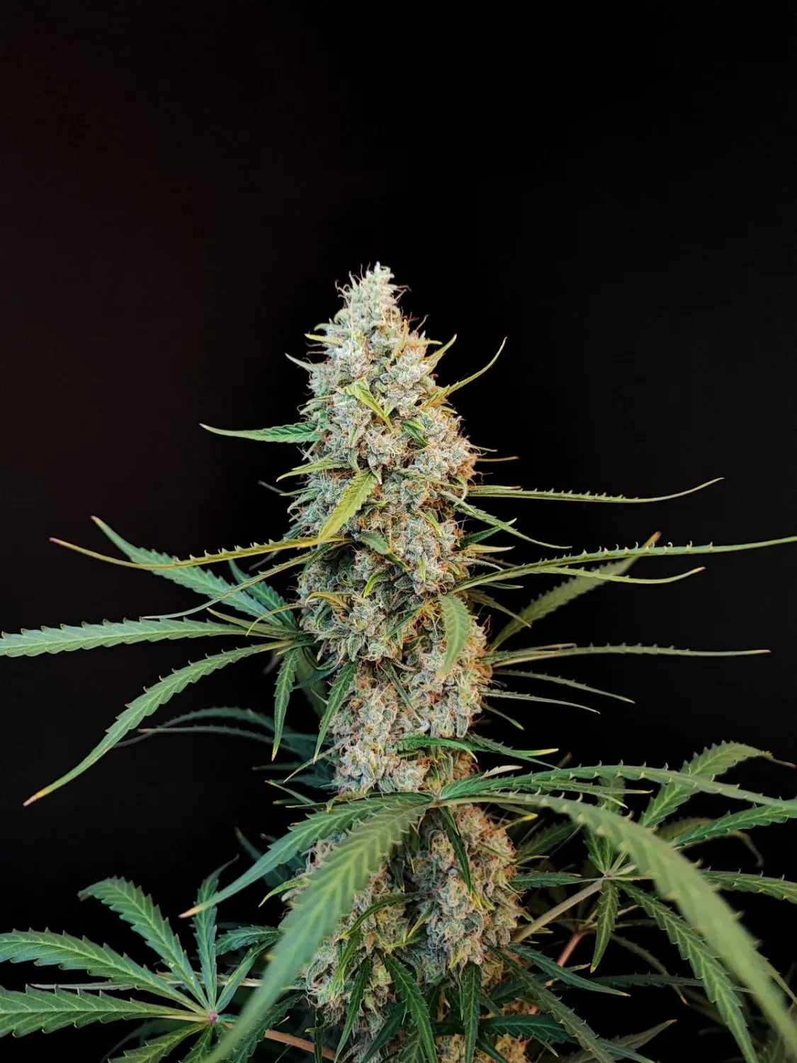ORIGINAL JACK HERER AUTO