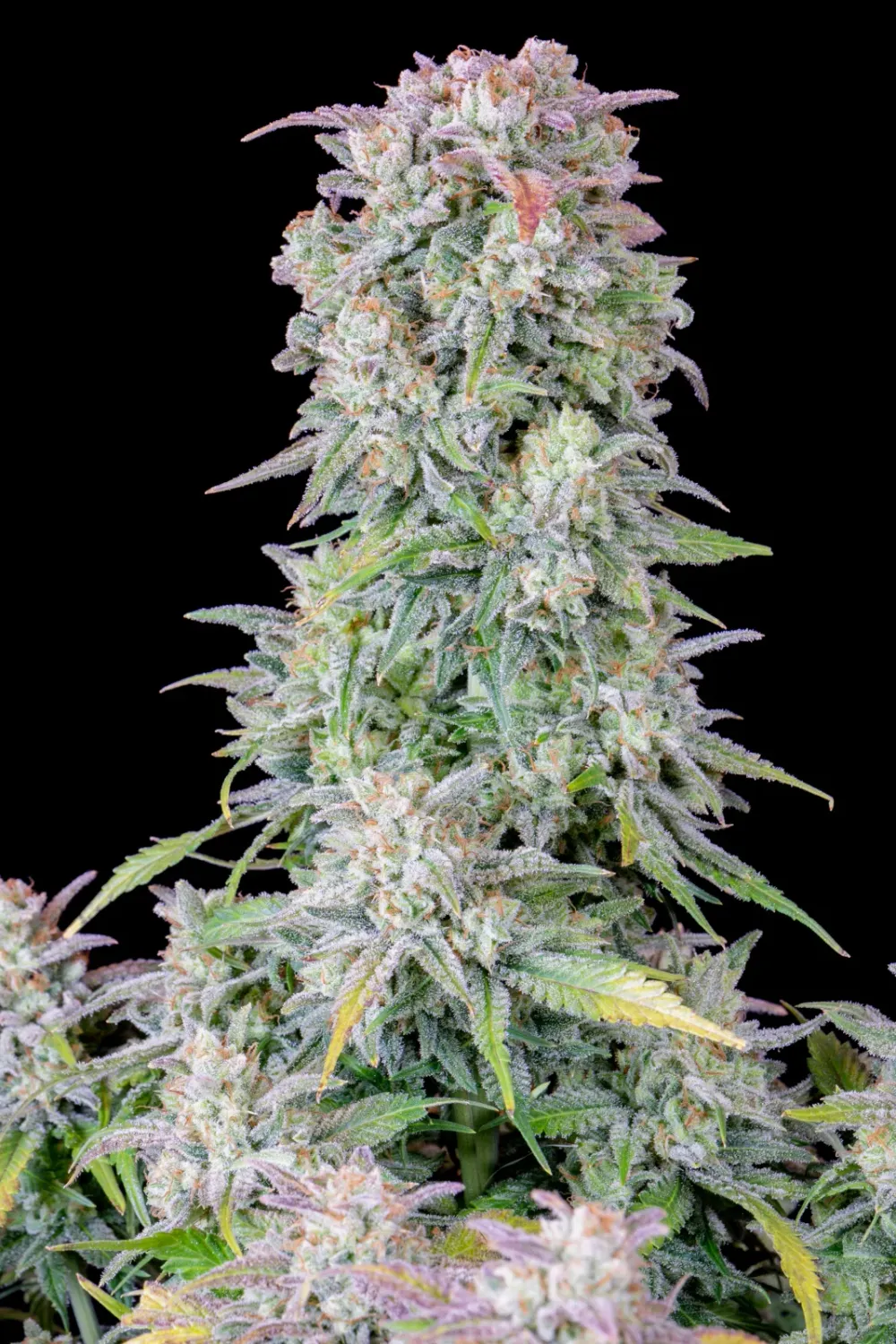 ORIGINAL AFGHAN KUSH AUTO