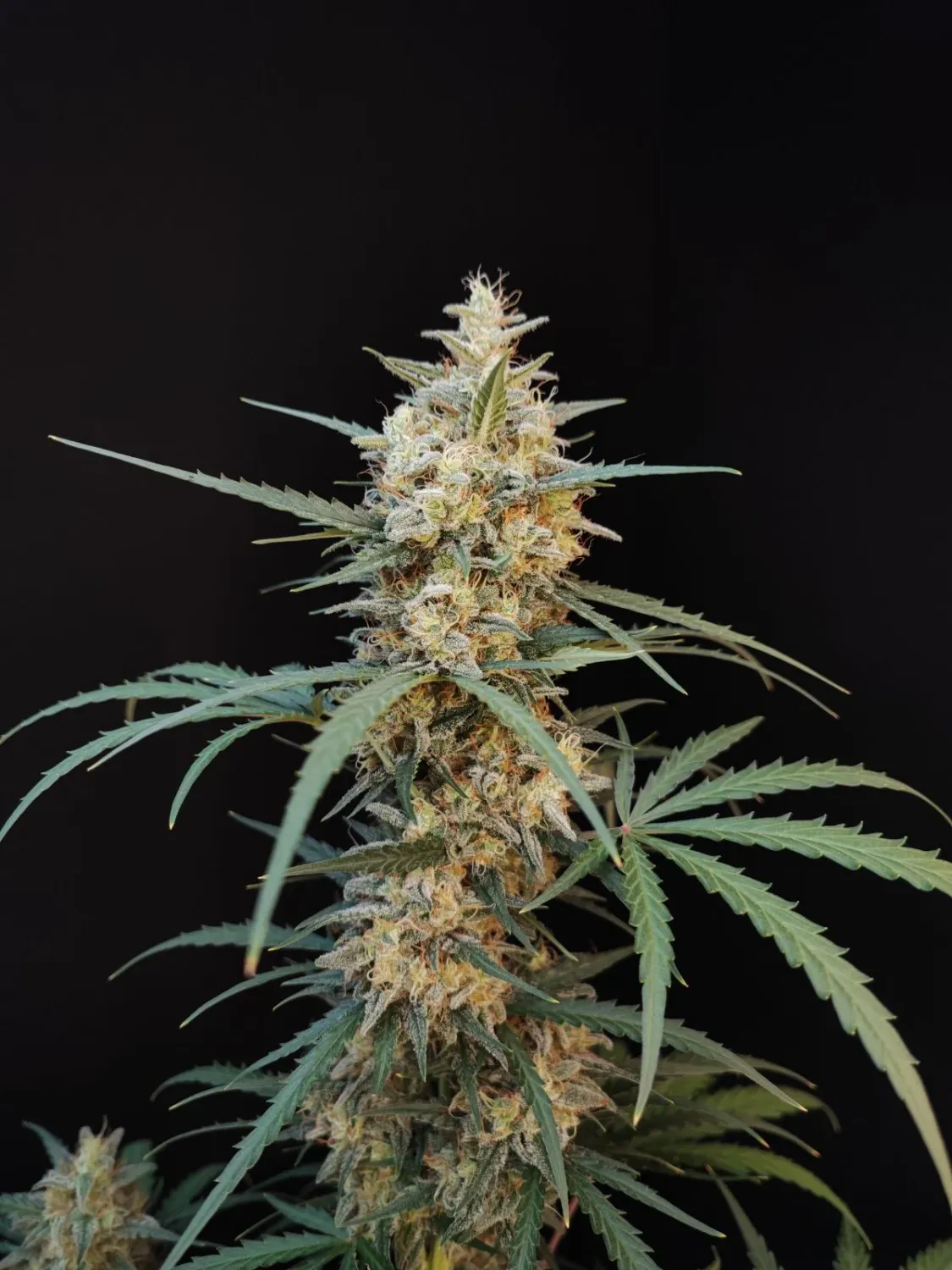ORIGINAL CHEMDAWG AUTO