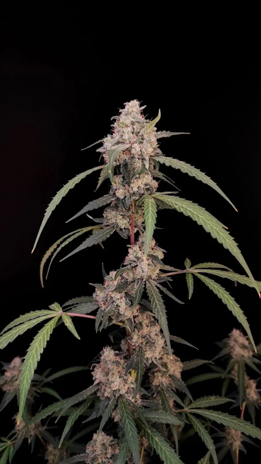 ORIGINAL AK AUTO