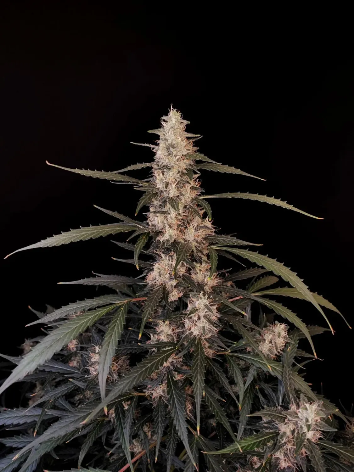 ORIGINAL AMNESIA HAZE AUTO